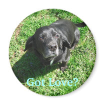 Got Love? magnets