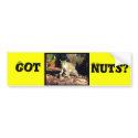 Got Nuts? bumper stickers by dreagan07 Got Nuts? bumper stickers