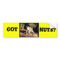 Got Nuts? bumper stickers