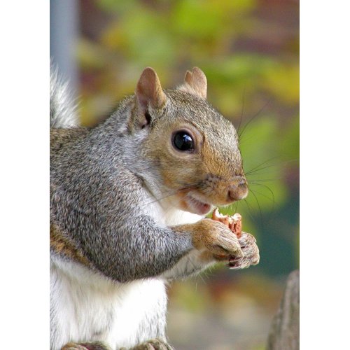 Got nuts? card card