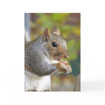 Got nuts? card by deemac1 Got nuts? card