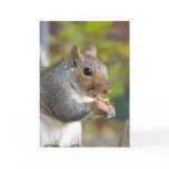 Got nuts? card