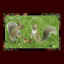 "GOT NUTS?" Fun Squirrel Poster posters