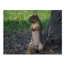 GOT NUTS? postcards