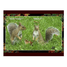 "GOT NUTS?" Post cards