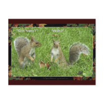 "GOT NUTS?" Post cards postcards