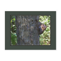 Got Nuts??? postcards