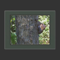 Got Nuts??? postcards