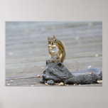 Got Nuts? posters