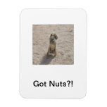 Got Nuts?! Squirrel Magnet