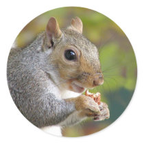 Got nuts? sticker