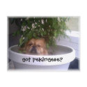got pekingese? postcards