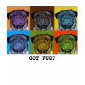 GOT PUG? t-shirts