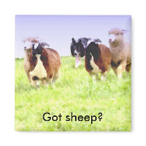 Got sheep? Border Collie magnet