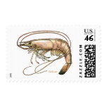Got Shrimp by FishTs.com