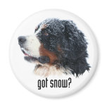 got snow?  Bernese Magnet