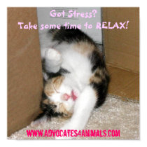 Got Stress? CUTE KITTEN POSTER posters by staceyritz Got Stress? CUTE KITTEN POSTER posters