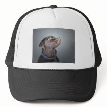Got to Love a Lab hats