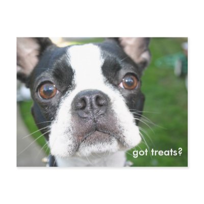 Got treats post cards by puppydogs