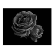 Gothic Black Roses Postcards