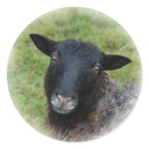 Gotland sheep stickers
