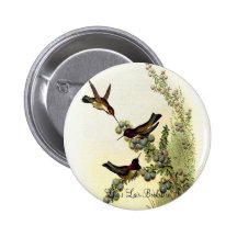 Gould - Anna's Calypte Promo Button