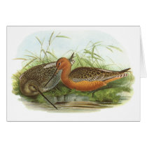 Gould - Bar-Tailed Godwit - Limosa lapponica Greeting Card