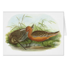 Gould - Bar-Tailed Godwit - Limosa lapponica Greeting Card