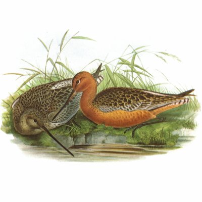 Gould - Bar-Tailed Godwit - Limosa lapponica Polo by LisasLair
