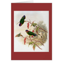 Gould - Beccari's Pygmy Parrot cards by LisasLair Gould - Beccari's Pygmy Parrot cards
