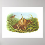 Gould - Bittern - Botaurus stellaris posters