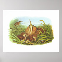 Gould - Bittern - Botaurus stellaris Posters