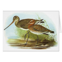 Gould - Black-Tailed Godwit - Limosa limosa Card