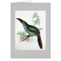 Gould - Blood-Rumped Groove-Bill Aracari Card