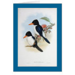 Gould - Blue and White Kingfisher Card