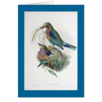 Gould - Burmese Roller cards by LisasLair Gould - Burmese Roller cards