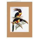 Gould - Chestnut-Eared Aracari Toucan Card