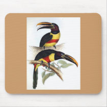 Gould - Chestnut-Eared Aracari Toucan Mouse Pad mousepads