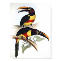 Gould - Chestnut-Eared Aracari Toucan Portfolio posters by LisasLair Gould - Chestnut-Eared Aracari Toucan Portfolio posters
