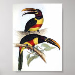 Gould - Chestnut-Eared Aracari Toucan Portfolio posters