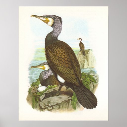 Gould - Cormorant - Phalacrocorax carbo Print