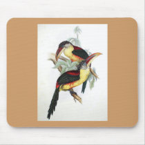 Gould - Curl-Crested Aracari Toucan Mouse Pad mousepads