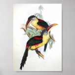 Gould - Curl-Crested Aracari Toucan Portfolio posters