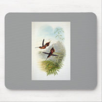 Gould - De Filippi's Hermit Hummingbird mousepads