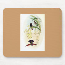 Gould - De Rham's Garnet Hummingbird mousepads by LisasLair Gould - De Rham's Garnet Hummingbird mousepads