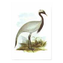 Gould - Demoiselle Crane - Anthropoides virgo posters