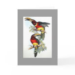 Gould - Double-Collared Aracari Toucan Card
