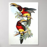 Gould - Double-Collared Aracari Toucan Portfolio posters