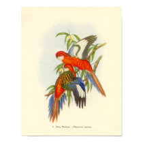 Gould - Fiery Parakeet Portfolio Poster posters by LisasLair Gould - Fiery Parakeet Portfolio Poster posters