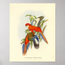 Gould - Fiery Parakeet Portfolio Poster